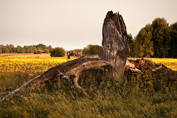 Withered old tree. Fallen and like a dragon