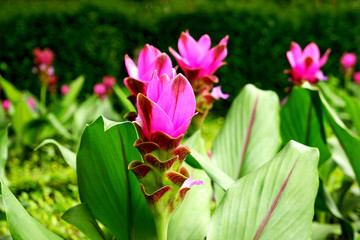 Tropical Pink Flowers Blooming in the City Park