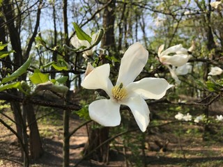 white magnolia flowers © Serhiy