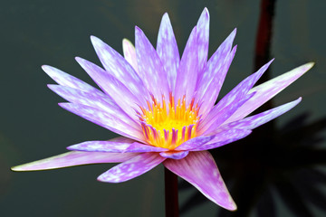 Beautiful Purple Waterlily Flower Blooming in the Pond