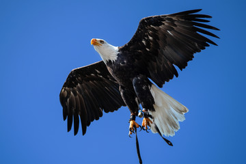 American Bald Eagle In Flight