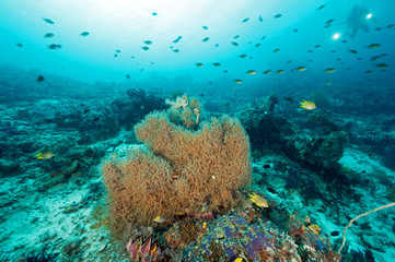 Naklejka na ściany i meble Reef scenic with underscribed black coral species Raja Ampat Indonesia.