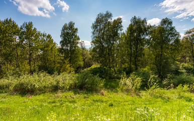 Obraz premium Thickets on the Vistula River near Krakow, Poland