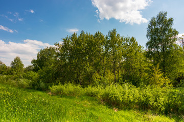 Fototapeta na wymiar Thickets on the Vistula River near Krakow, Poland