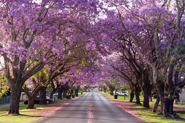 Jacaranda trees in full blossom in Grafton during spring and the Jacaranda festival, Australia