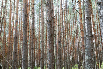 Pine forest. Slender row of trees