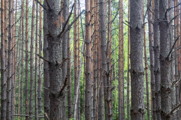 Pine forest. Slender row of trees