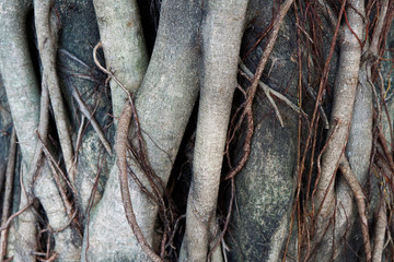 Closeup Photo of Tree Roots for Background, Wallpaper and Texture