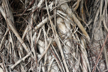 Closeup Photo of Tree Roots for Background, Wallpaper and Texture