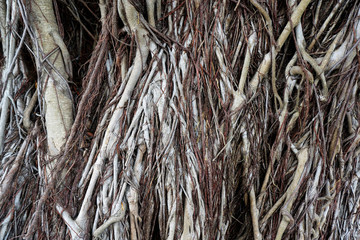 Closeup Photo of Tree Roots for Background, Wallpaper and Texture