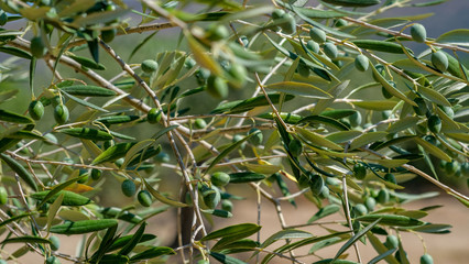 Obraz premium Close up of an olive tree plantation, green olives fruits on branches with leaves. Natural background.