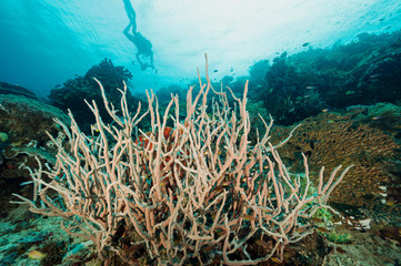 Colonial tune sponges in reef scenic Raja Ampat Indonesia.