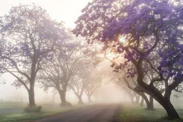 Foggy sunrise with full bloom jacaranda trees in Grafton during Jacaranda festival, Australia