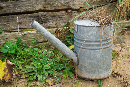 old vintage broken zinc watering can in messy garden, against wooden background