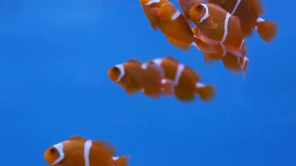 Video 4k of Spine cheek anemonefish (Premnas biaculeatus) in water