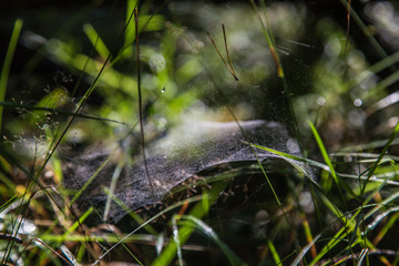 a beautiful carpet made of cobwebs spreads on the grass