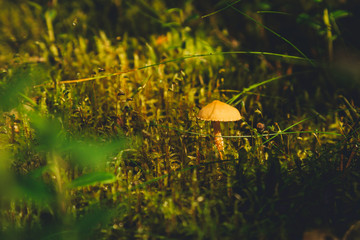 tiny fungus grows in a pine forest