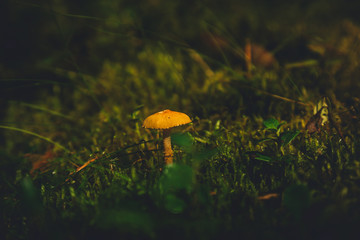 tiny fungus grows in a pine forest