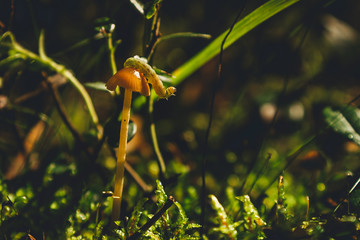 a tiny caterpillar crawls over a small mushroom on a summer day