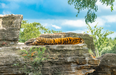 Bengal tiger in Shanghai Safari Park