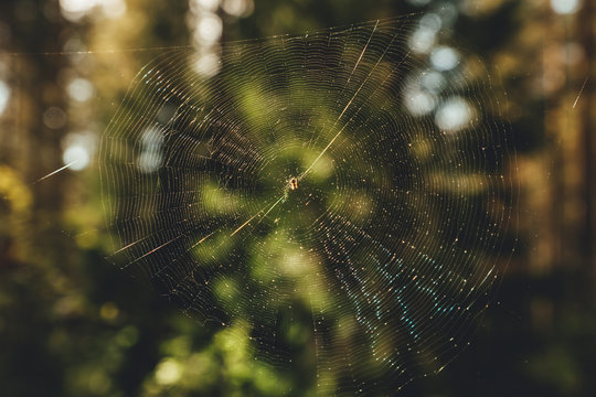 spider sits on a web waiting for a victim