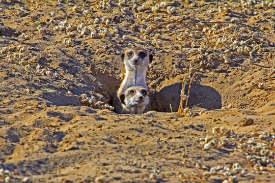 Two Meerkat poking heads out of den