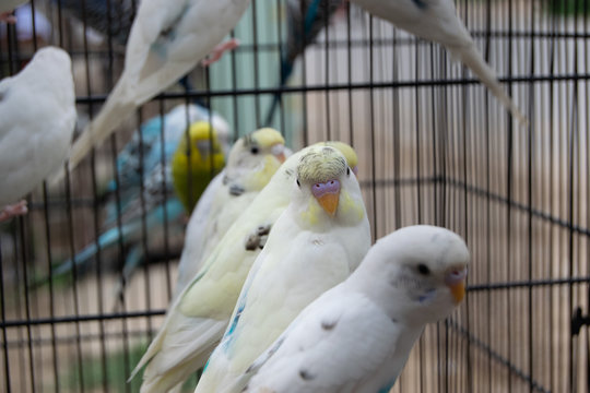 Beautiful White Birds Photography - Parrots