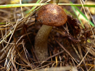 An autumn Mushroom season and picking. Brown boletus (Leccinum scabrum) Edible mushrooms in the forest