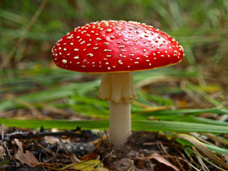 An autumn Mashroom season and picking. Fly-agaric (Amanita) macro, close-up. Fabulous (Fairy) world of wildlife