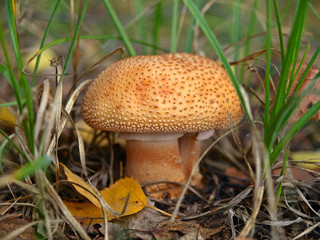 An autumn Mashroom season and picking. Small (baby) Panter amanita mushroom (Amanita pantherina) in the grass