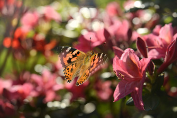 Schmetterling 555