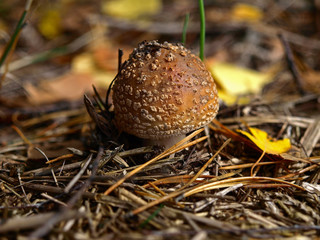 An autumn Mashroom season and picking. Small (baby) Panter amanita mushroom (Amanita pantherina) in the grass