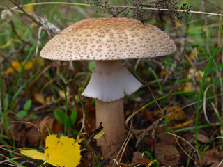 An autumn Mashroom season and picking. The young and immature Fly-agaric (Amanita) close-up. Fabulous (Fairy) world of wildlife