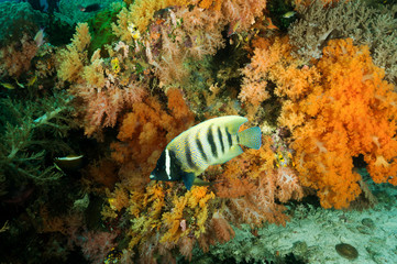 Naklejka na ściany i meble Sixbar angelfish, Pomacanthus sexstriatus, Raja Ampat Indonesia.