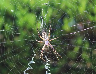 spider on web