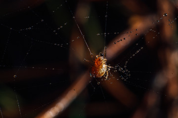 spider on the web is covered with dew drops