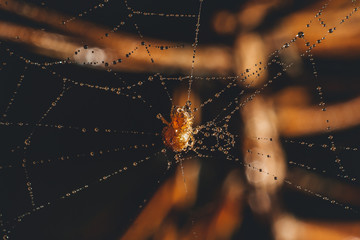 spider on the web is covered with dew drops