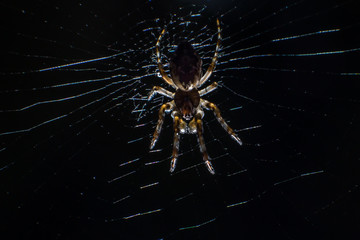 spider sits on a web waiting for a victim