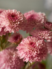 Beautiful pink chrysanthemum flowers blooms in the garden.