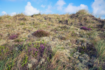 beautiful danish coastline at summer