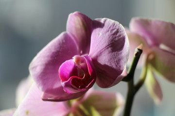 pink orchid on a blue background