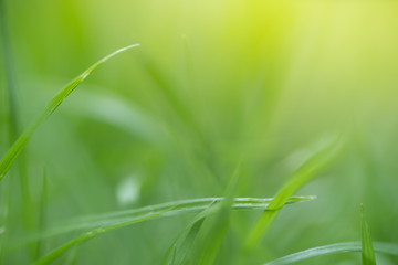 soft focus closeup top of grass for green background. Macro photo of  green grass. Spring, summer seasonal background with green grass.Shallow focus effect.