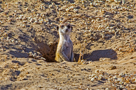 Watchful Meerkat poking head out of den
