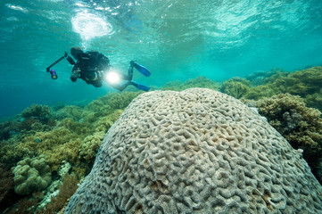 Naklejka na ściany i meble Reef scenic with a massive brain coral, Labophyllia sp., Raja Ampat Indonesia.