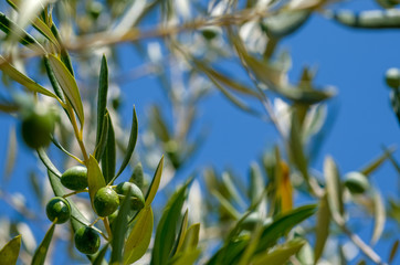 Obraz na płótnie Canvas Close up of a green olives fruits on branches with leaves on blue sky background. Natural background.