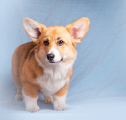 Welsh corgi dog posing