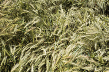 Yellowed ears of grass