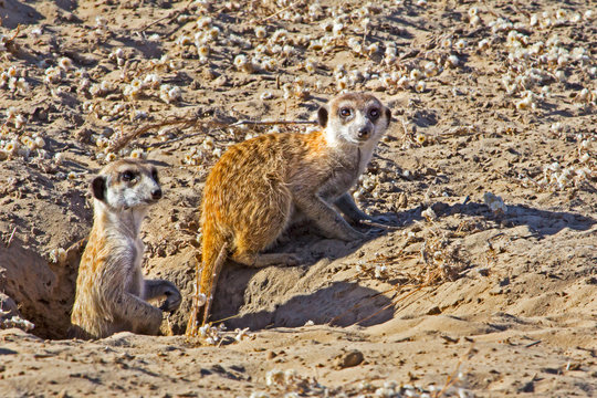 Two watchful Meerkat next to sandy den
