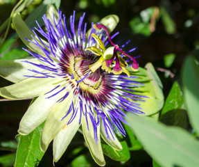 Fetid passionflower, Scarletfruit passionflower, Stinking passionflower (Passiflora foetida)