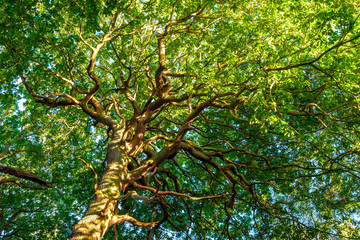 Obraz premium Large oak tree in Sherwood Forest, Nottingham, England, UK